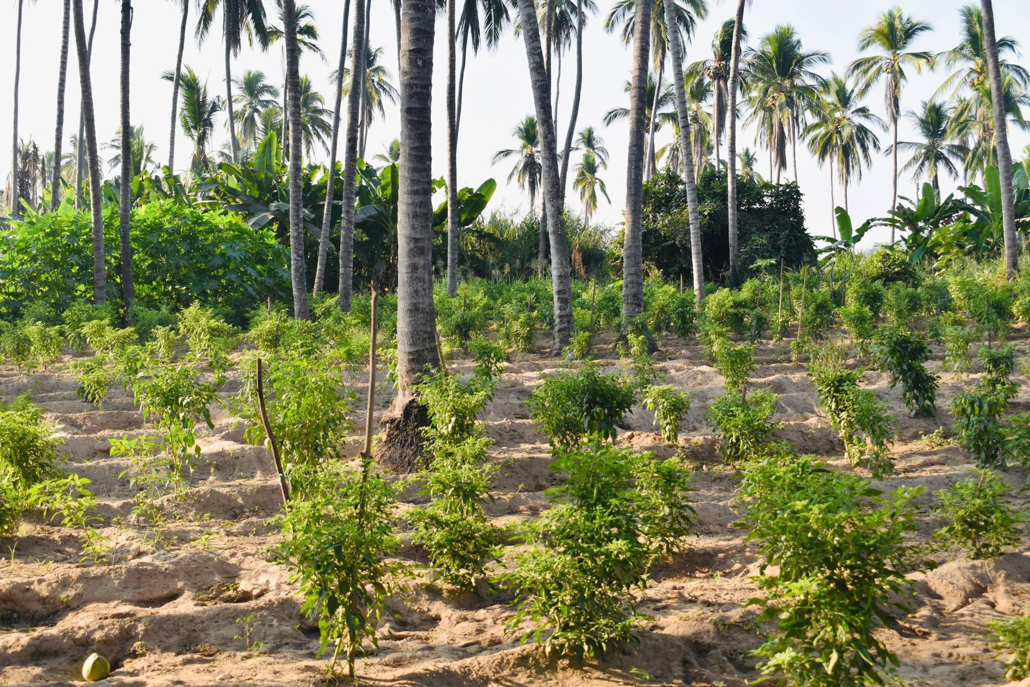 Imagen de Galería del Municipio 7